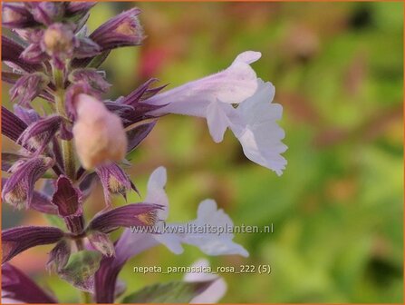 Nepeta parnassica 'Rosa' | Reuzenkattenkruid, Grieks kattenkruid, Kattenkruid | Griechische Katzenminze | Greek c