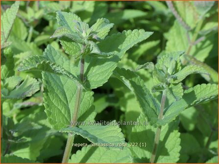 Nepeta parnassica 'Rosa' | Reuzenkattenkruid, Grieks kattenkruid, Kattenkruid | Griechische Katzenminze | Greek c