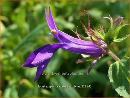 Lobelia speciosa 'Starship Blue' | Kardinaalsbloem, Vaste lobelia | Kardinals-Lobelie | Lobelia