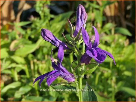 Lobelia speciosa 'Starship Blue' | Kardinaalsbloem, Vaste lobelia | Kardinals-Lobelie | Lobelia