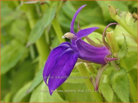 Lobelia speciosa 'Starship Blue' | Kardinaalsbloem, Vaste lobelia | Kardinals-Lobelie | Lobelia