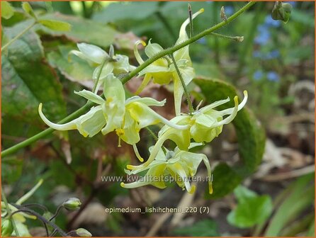 Epimedium lishihchenii | Elfenbloem | Elfenblume | Barrenwort