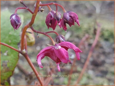 Epimedium &#039;Royal Purple&#039; | Elfenbloem | Flaumige Elfenblume | Barrenwort