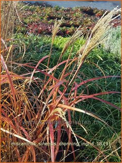 Miscanthus sinensis &#039;Dronning Ingrid&#039; | Chinees prachtriet, Chinees riet, Japans sierriet, Sierriet | Chinaschilf