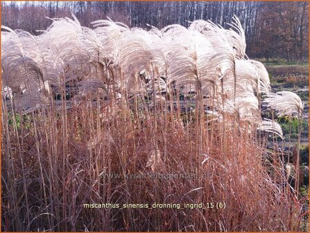 Miscanthus sinensis &#039;Dronning Ingrid&#039; | Chinees prachtriet, Chinees riet, Japans sierriet, Sierriet | Chinaschilf