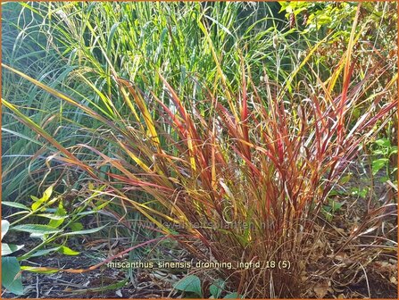 Miscanthus sinensis &#039;Dronning Ingrid&#039; | Chinees prachtriet, Chinees riet, Japans sierriet, Sierriet | Chinaschilf