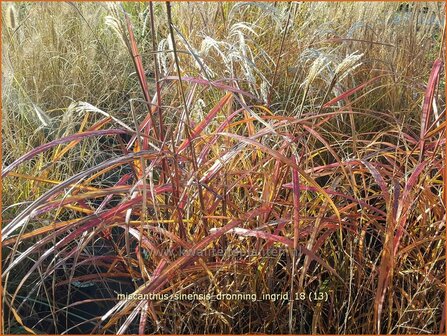 Miscanthus sinensis &#039;Dronning Ingrid&#039; | Chinees prachtriet, Chinees riet, Japans sierriet, Sierriet | Chinaschilf