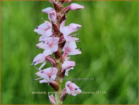 Persicaria amplexicaulis &#039;JS Misty Morning&#039; | Doorgroeide duizendknoop, Adderwortel, Duizendknoop | Kerzenkn&amp;#x00