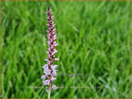 Persicaria amplexicaulis &#039;JS Misty Morning&#039; | Doorgroeide duizendknoop, Adderwortel, Duizendknoop | Kerzenkn&amp;#x00