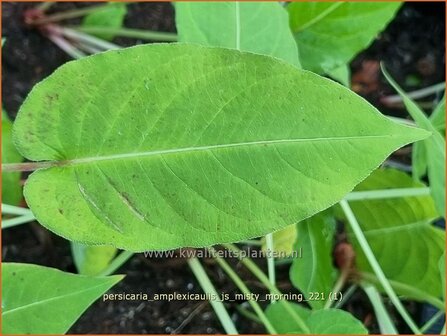 Persicaria amplexicaulis &#039;JS Misty Morning&#039; | Doorgroeide duizendknoop, Adderwortel, Duizendknoop | Kerzenkn&amp;#x00