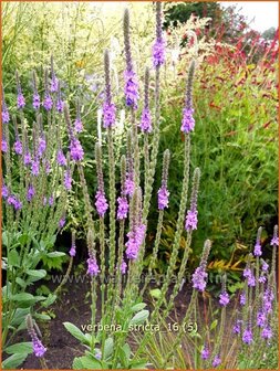 Verbena stricta | Lavendel-ijzerhard, IJzerhard | Straffes Eisenkraut | Hoary Vervain