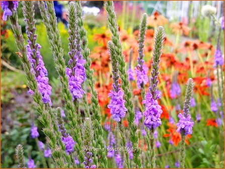 Verbena stricta | Lavendel-ijzerhard, IJzerhard | Straffes Eisenkraut | Hoary Vervain