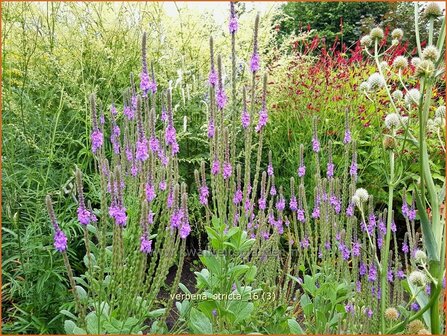 Verbena stricta | Lavendel-ijzerhard, IJzerhard | Straffes Eisenkraut | Hoary Vervain