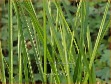 Carex &#039;Kyoto&#039; | Zegge | Segge | Sedge