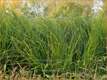 Carex &#039;Kyoto&#039; | Zegge | Segge | Sedge