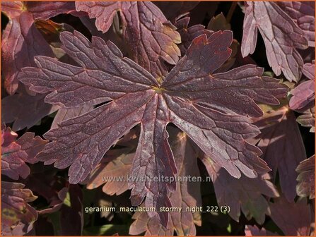 Geranium maculatum &#039;Stormy Night&#039; | Gevlekte ooievaarsbek, Ooievaarsbek, Tuingeranium, Geranium | Amerikanischer 