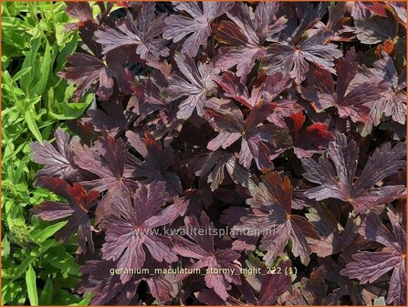 Geranium maculatum &#039;Stormy Night&#039; | Gevlekte ooievaarsbek, Ooievaarsbek, Tuingeranium, Geranium | Amerikanischer Stor