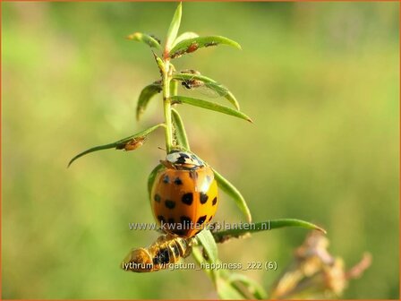 Lythrum virgatum &#039;Happiness&#039; | Fijne kattenstaart, Kattenstaart | Ruten-Weiderich | Wand Loosestrife