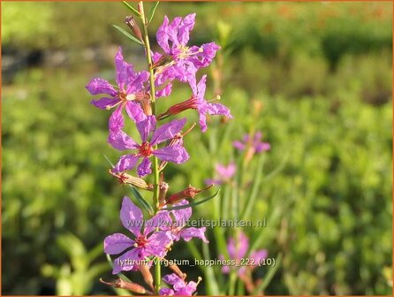 Lythrum virgatum &#039;Happiness&#039; | Fijne kattenstaart, Kattenstaart | Ruten-Weiderich | Wand Loosestrife