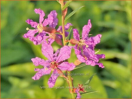 Lythrum virgatum &#039;Happiness&#039; | Fijne kattenstaart, Kattenstaart | Ruten-Weiderich | Wand Loosestrife