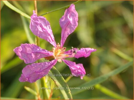 Lythrum virgatum &#039;Happiness&#039; | Fijne kattenstaart, Kattenstaart | Ruten-Weiderich | Wand Loosestrife