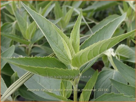 Monarda fistulosa subsp. menthifolia &#039;Mohikaner&#039; | Wilde bergamotplant, Bergamotplant, Indianennetel | Minzebl&amp;#x
