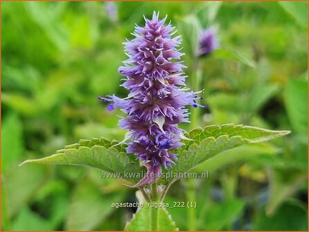 Agastache rugosa | Dropplant, Anijsnetel | Asiatische Duftnessel | Korean Mint