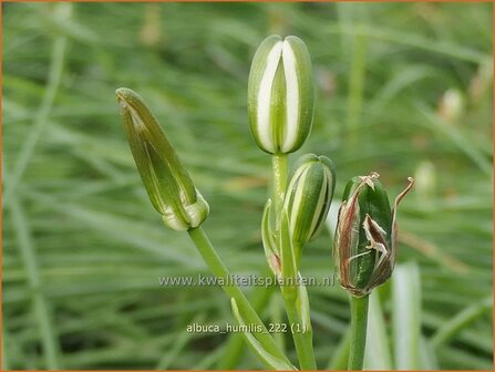 Albuca humilis | Slime Lily