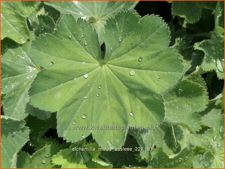 Alchemilla mollis &#039;Auslese&#039; | Vrouwenmantel | Gro&szlig;bl&auml;ttriger Frauenmantel | Lady&#039;s Mantle