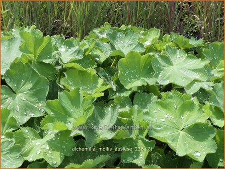 Alchemilla mollis &#039;Auslese&#039; | Vrouwenmantel | Gro&szlig;bl&auml;ttriger Frauenmantel | Lady&#039;s Mantle