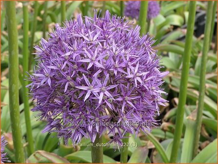Allium 'Dutchman' | Sierui, Look | Lauch | Ornamental Onion