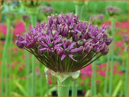 Allium &#039;Magic&#039; | Sierui, Look | Lauch | Ornamental Onion