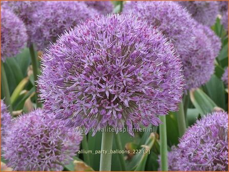 Allium &#039;Party Balloons&#039; | Sierui, Look | Lauch | Ornamental Onion