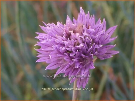Allium schoenoprasum 'Diva' | Bieslook, Look | Schnittlauch | Chives