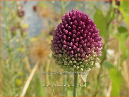 Allium sphaerocephalon | Trommelstokje, Kogellook, Kalklook, Sierui | Kugelkopfiger Lauch | Drumsticks