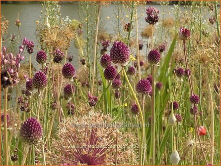 Allium sphaerocephalon | Trommelstokje, Kogellook, Kalklook, Sierui | Kugelkopfiger Lauch | Drumsticks