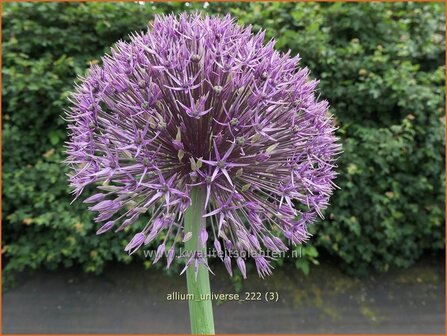 Allium 'Universe' | Sierui, Look | Lauch | Ornamental Onion