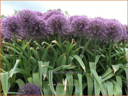 Allium 'Universe' | Sierui, Look | Lauch | Ornamental Onion