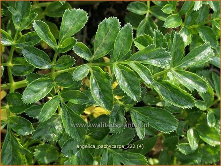 Angelica pachycarpa | Engelwortel | Iberische Engelwurz | Portuguese Angelica