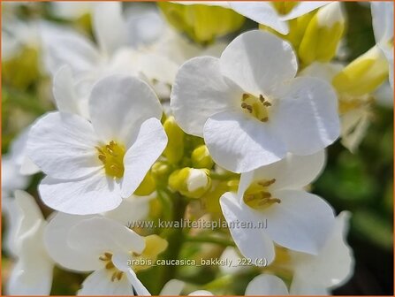 Arabis caucasica &#039;Bakkely&#039; | Randjesbloem, Rijstebrij | Kaukasische G&auml;nsekresse | Mountain Rock Cress