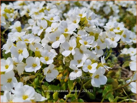 Arabis caucasica &#039;Bakkely&#039; | Randjesbloem, Rijstebrij | Kaukasische G&auml;nsekresse | Mountain Rock Cress