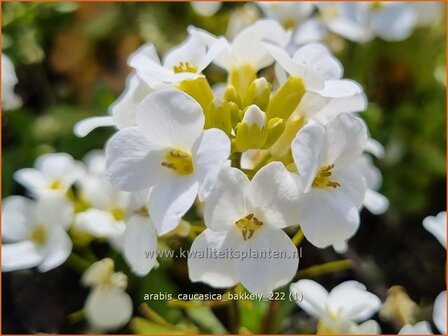 Arabis caucasica &#039;Bakkely&#039; | Randjesbloem, Rijstebrij | Kaukasische G&auml;nsekresse | Mountain Rock Cress