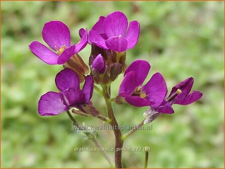 Arabis caucasica &#039;Pinkie&#039; | Randjesbloem, Rijstebrij | Kaukasische G&auml;nsekresse | Mountain Rock Cress