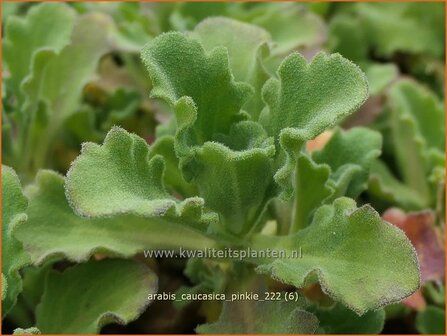 Arabis caucasica &#039;Pinkie&#039; | Randjesbloem, Rijstebrij | Kaukasische G&auml;nsekresse | Mountain Rock Cress