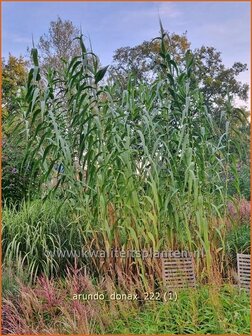 Arundo donax | Pijlriet, Reuzenriet | Pfahlrohr | Spanish Cane