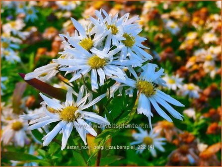 Aster novi-belgii &#039;Zauberspiel&#039; | Nieuw-Nederlandse aster, Herfstaster, Aster | Glattblatt-Aster | New York Aster