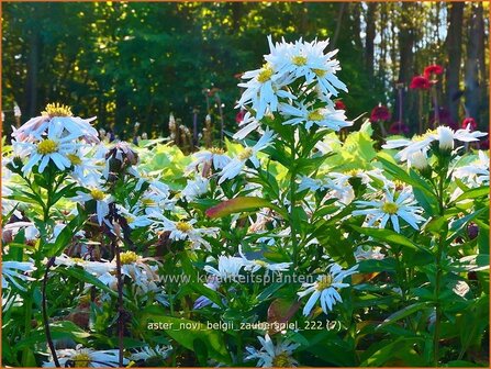 Aster novi-belgii &#039;Zauberspiel&#039; | Nieuw-Nederlandse aster, Herfstaster, Aster | Glattblatt-Aster | New York Aster