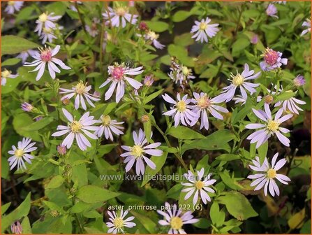 Aster &#039;Primrose Path&#039; | Aster | Aster | Aster