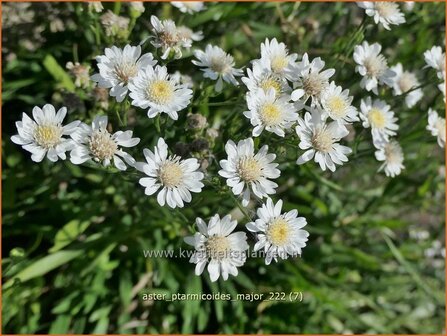 Aster ptarmicoides &#039;Major&#039; | Aster | Hochland-Aster | White Aster