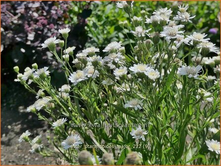 Aster ptarmicoides &#039;Major&#039; | Aster | Hochland-Aster | White Aster